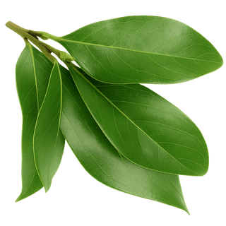 ورق الغار