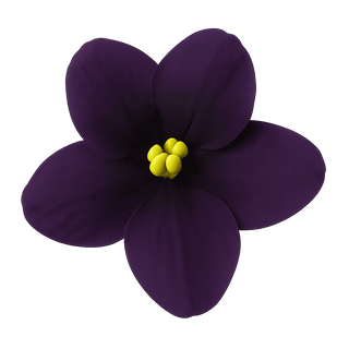 Black Violet