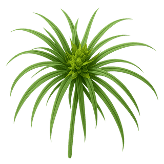 Cypriol Oil Or Nagarmotha