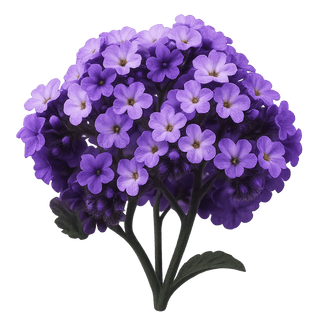 الهيليوتروب