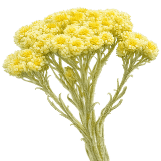 Immortelle