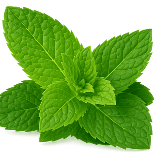 Mint