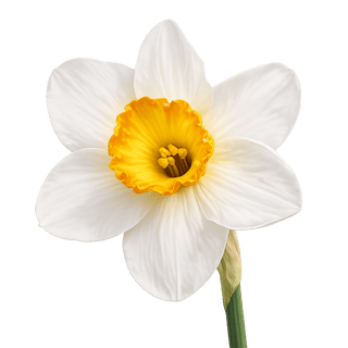 Narcissus
