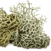 Oakmoss