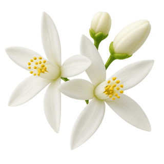 زهر البرتقال