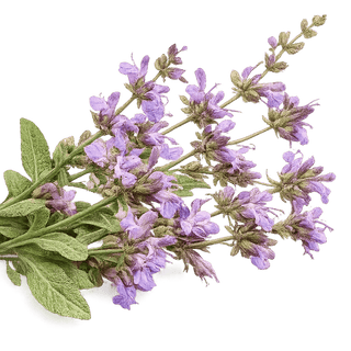 Sage